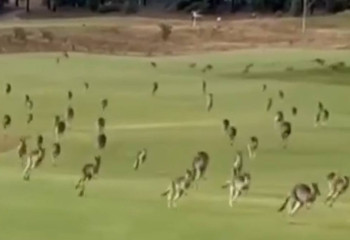 Австралияда жүздеген кенгуру гольф-клуб аумағын басып алды