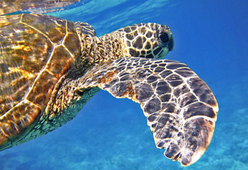 Танзанияда тасбақаның етін жеген тоғыз адам қайтыс болды