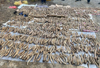 Жетісу облысында ақбөкен мүйіздерінің ірі партиясы тәркіленді