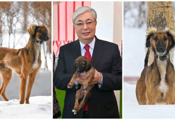 Акорда поделилась фото и видео тазы, которого подарили президенту на прошлый Наурыз