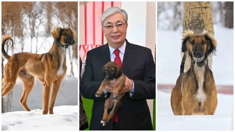  Пресс-служба Акорды 