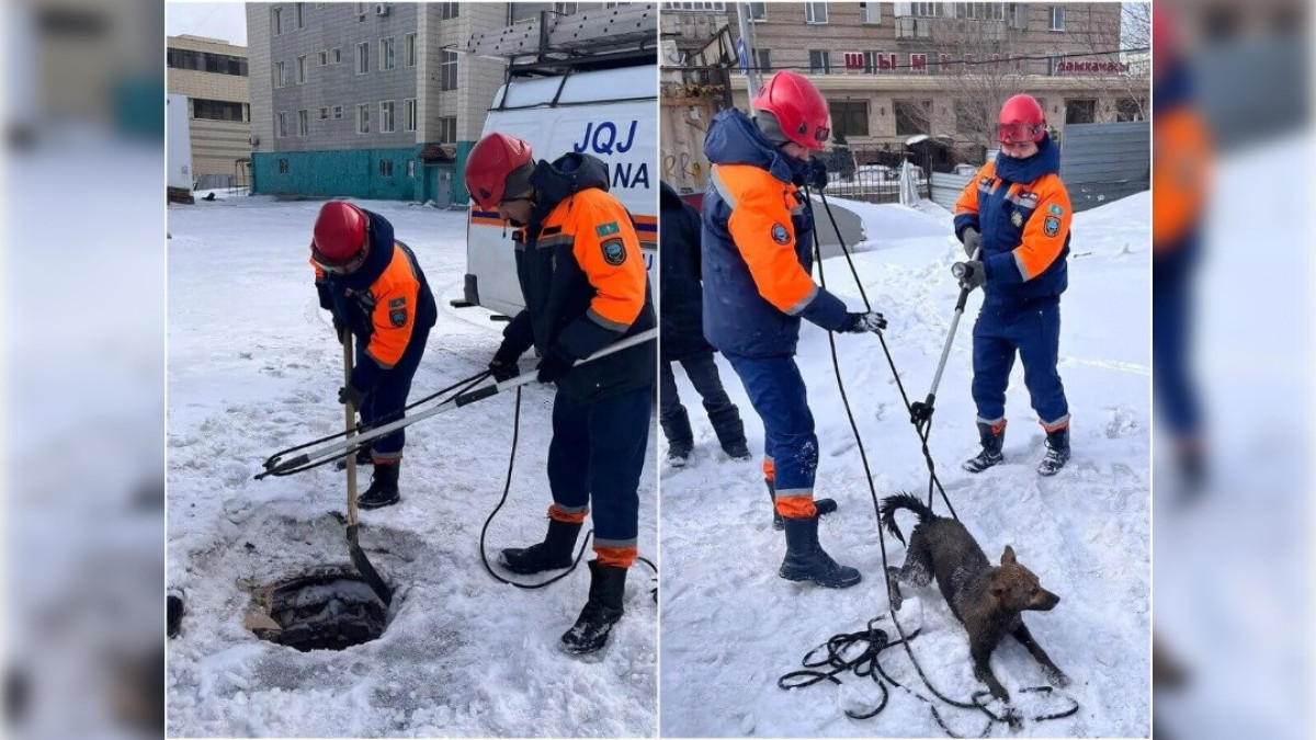 Замерзающую в колодце собаку спасли столичные спасатели