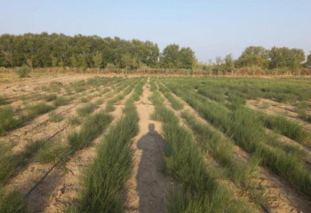 На осушенном дне Аральского моря создадут лесные насаждения