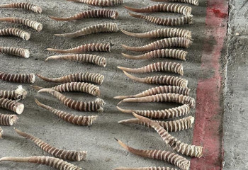 Қытайға 205 дана ақбөкен мүйізін алып кетпек болған азамат ұсталды