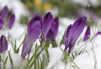 Демалыс күндері күн жылына ма?