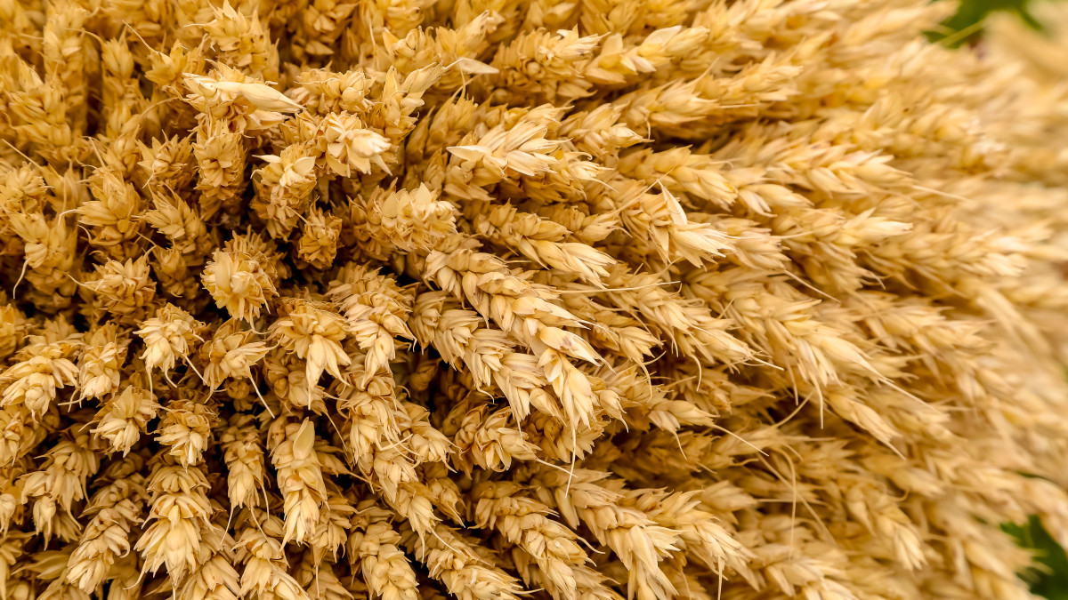 Kazakhstan to  ban on import of wheat