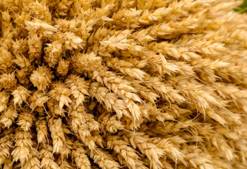 Kazakhstan to  ban on import of wheat