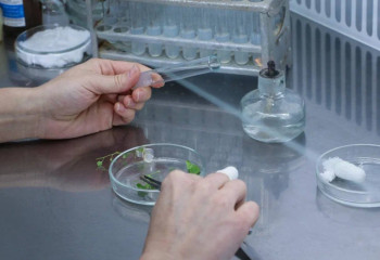 Хранилище генетического материала растений создают в Казахстане