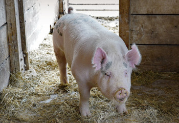 Қытайда шошқа бауыры алғаш рет адамға трансплантацияланды