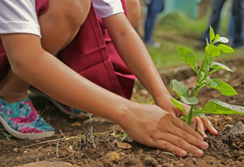 Елімізде ағаш отырғызуды бизнеске айналдыру керек – эколог