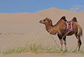 Түйеден құлаған әйел 45 миллион теңге өндіріп алды