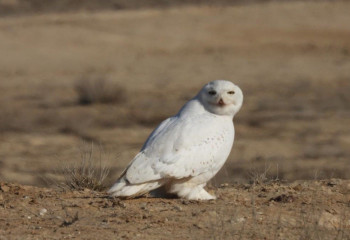 С белой совой впервые встретились сотрудники природного парка в Мангистау