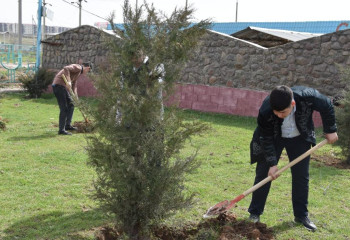 Жаңару күнінде Түркістан облысында 80 мыңға жуық ағаш егілді