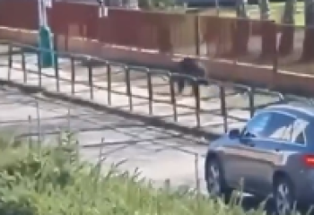 Режим ЧП из-за нападений медведя на людей ввели в словацком городе