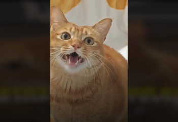 Поющий рыжий кот восхитил соцсети