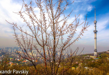 ДЧС Алматы поведал о мерах предосторожности для владельцев жилья в горах