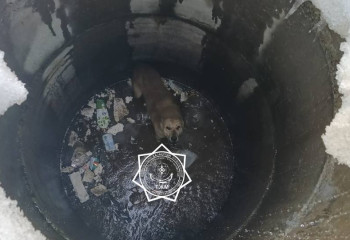 Собаку достали из глубокого колодца в Актюбинской области