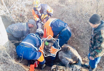 Қызылордада құтқарушылар арыққа құлап кеткен жылқыны шығарып алды