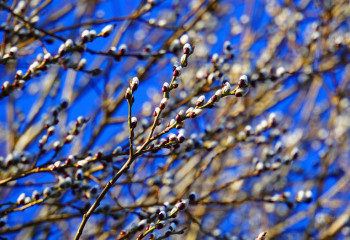 Тұман, жел: 25 наурызға арналған ауа райы болжамы