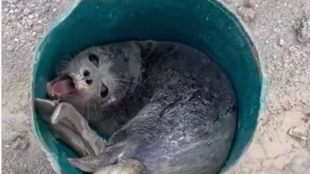 Спасение детёныша тюленя на Каспии попало на видео