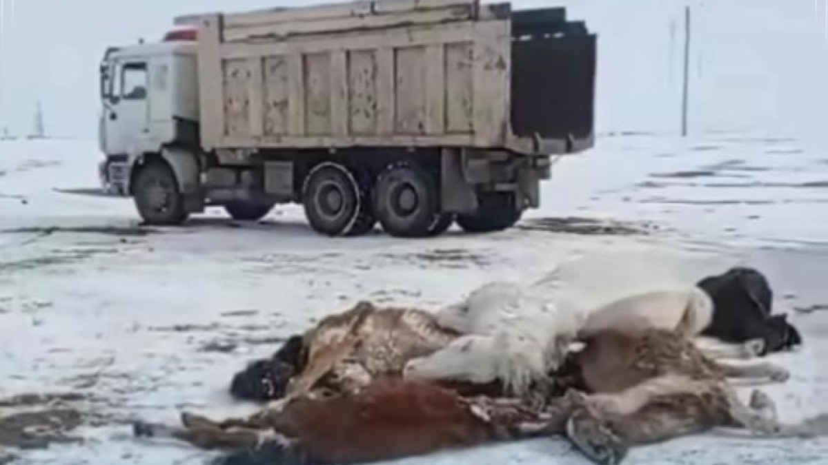 Более 1300 мертвых лошадей нашли в казахстанском селе - озвучена причина падежа животных