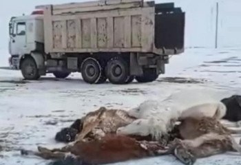 Более 1300 мертвых лошадей нашли в казахстанском селе - озвучена причина падежа животных