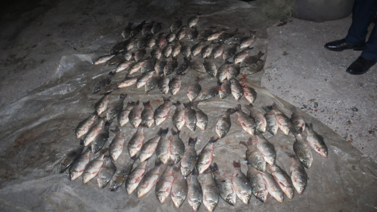 Полиция изъяла у жителя Туркестанской области более 100 туш незаконно выловленной рыбы