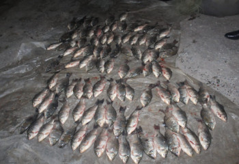 Полиция изъяла у жителя Туркестанской области более 100 туш незаконно выловленной рыбы