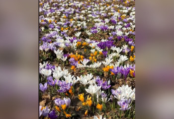 Поляна «разноцветных подснежников» стала любимым местом для фотосессий алматинцев