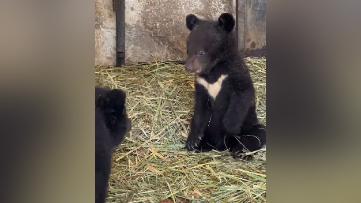 В зоопарке Алматы показали новых медвежат: казахстанцев попросили придумать имена для них