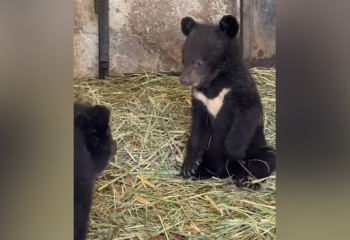 В зоопарке Алматы показали новых медвежат: казахстанцев попросили придумать имена для них