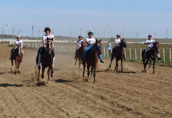 Қостанай жылқысының тұқымын көбейту жұмыстары басталды