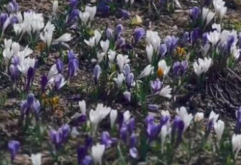 Алматыда крокустар гүлдеді