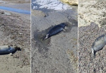 Каспий теңізінде 62 өлі итбалық өлексесі табылды