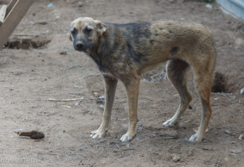 2022 жылы 1043 павлодарлық иттердің шабуылынан зардап шеккен