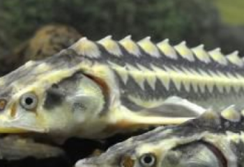 Широкомасштабная рыбоохранная акция «Бекіре-2024» пройдет в Казахстане