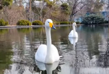 Алматыдағы ботаникалық баққа аққулар қайта оралды