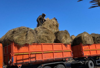 Скот из подтопленных районов Костанайской области обеспечат кормовой базой
