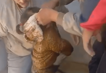 Двухлетняя девочка провалилась в уличный туалет в Мангистау