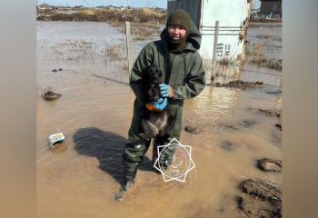 Щенка спасли из воды в Акмолинской области