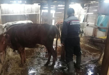 Су тасқынына байланысты Ауыл шаруашылығы министрлігі мәлімдеме жасады