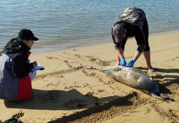 Каспий теңізінде өлген итбалықтардың қатары артты