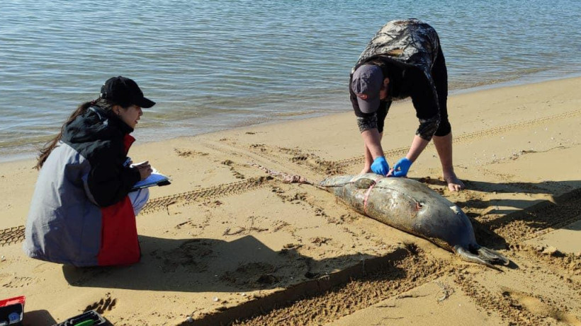  Балық шаруашылығы комитеті 