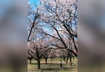 Кыргызской сакурой восхитились в соцсетях