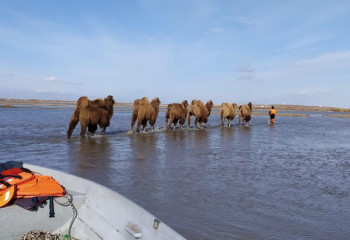 В регионах подтопления отогнано на безопасные участки более 60 тысяч животных