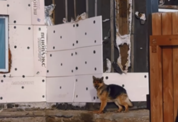 Трех человек и собаку спасли ЧСники в Аршалинском районе