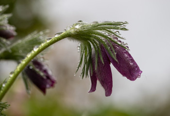 Алдағы күндері қатты жауын-шашын күтіледі