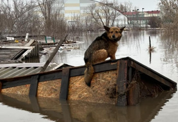 Домашние животные гибнут от наводнения в Костанайской области - волонтер