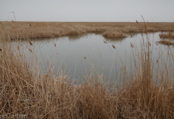 Жайық жағалауындағы саяжай тұрғындары қауіпсіз аймаққа көшірілді