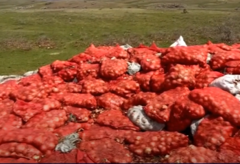 Жамбыл облысында жиналған пияздың 60% шіріп кетуі мүмкін